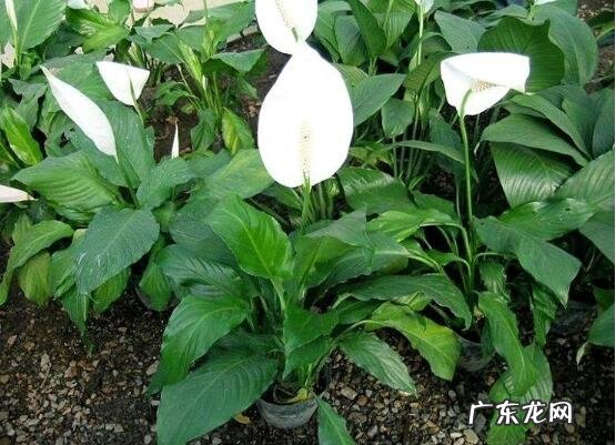 白掌低头别乱救 白掌怎么种植才能绿