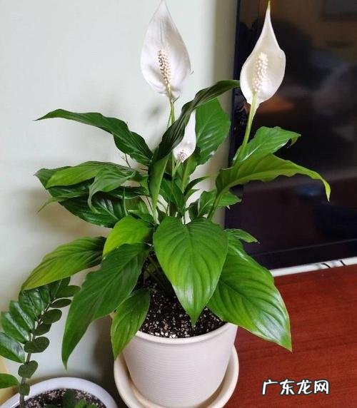 白掌低头别乱救 白掌怎么种植才能绿