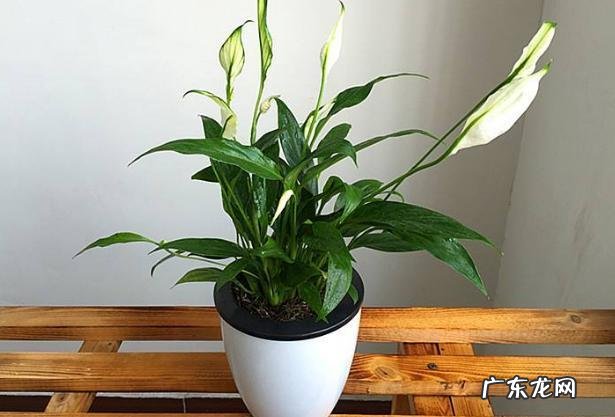 白掌低头别乱救 白掌怎么种植才能绿