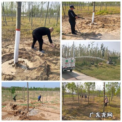 无花果设施种植技术 湖南波姬红无花果苗怎么种植