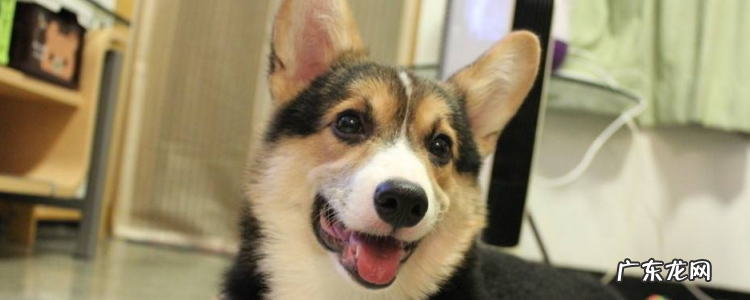 柯基多大可以憋住大小便 柯基为什么那么臭