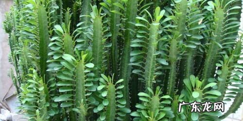 这10种“福气树” 龙骨种植如何选位置