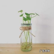 这样种分分钟爆盆 铜钱草的根怎么种植