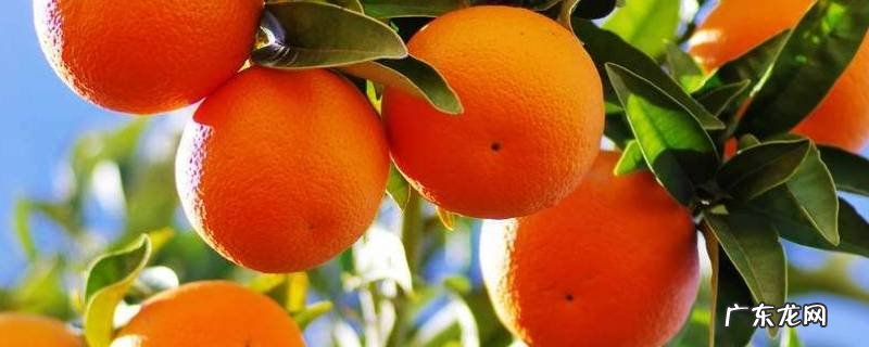 桔子的热量,桔子的热量高吗,减肥能吃吗