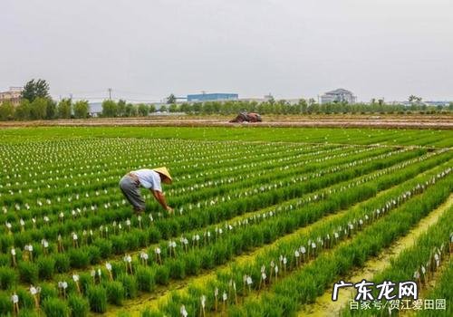 谷子种植有技巧 谷子如何科学种植