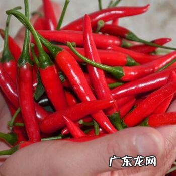 什么样的种子才是优质种子 地瓜怎么种植不长芽