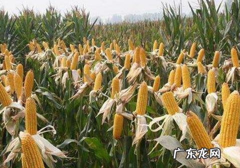 什么样的种子才是优质种子 地瓜怎么种植不长芽