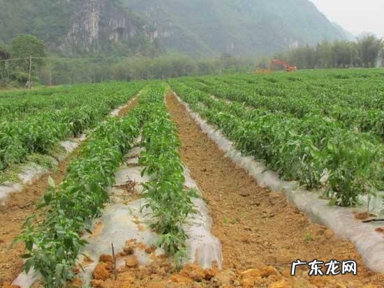 掌握这几点,大葱长得又白又粗 沟葱是怎么种植的