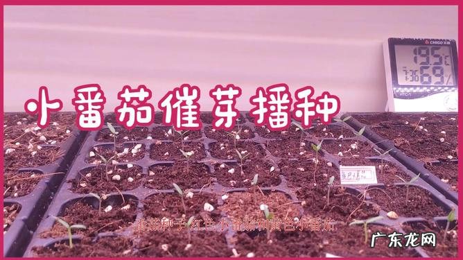 春暖花开的季节 广西魔芋种植效益如何
