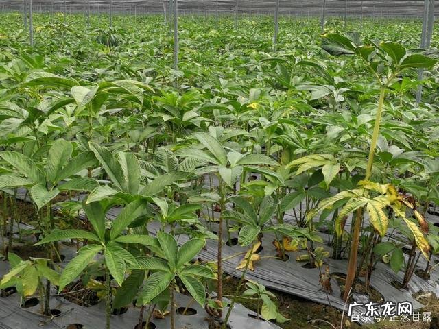 春暖花开的季节 广西魔芋种植效益如何