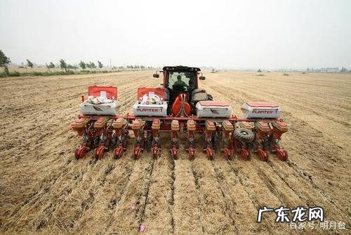 了解一下高产技术 芋头怎么种植才能赚钱