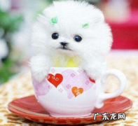 茶杯犬死亡的样子 茶杯犬背后的血腥