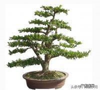 珍珠黄杨和瓜子黄杨哪个好 瓜子黄杨的寓意象征是什么