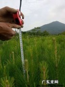 湿地松的种植与管理技术 湿地松如何种植