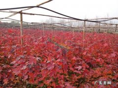 放家里显品味 如何种植红枫盆栽
