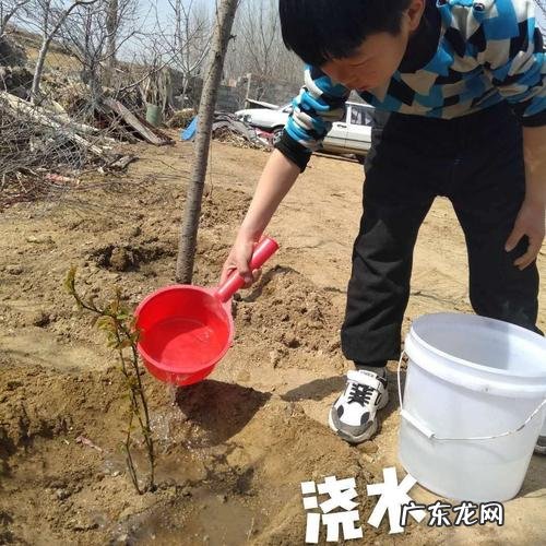 来年还能接着种 阳台如何种植韭菜