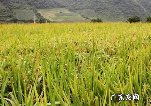 野生分布越来越少 山葱怎么种植的