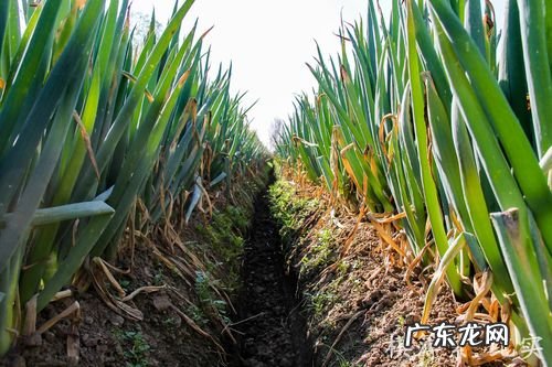 野生分布越来越少 山葱怎么种植的