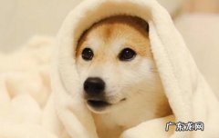 两个主人狗狗跟谁更亲 狗狗一直看着主人是什么意思