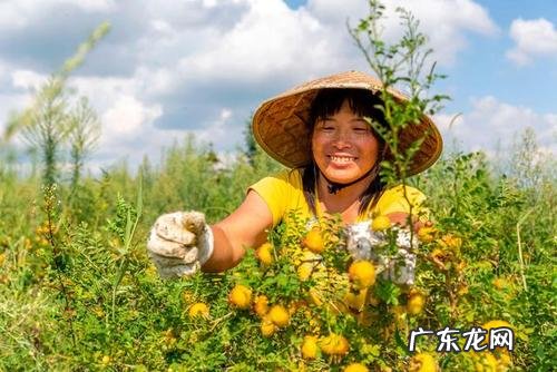 8项栽培措施促进高产质优 种植党参到底怎么样