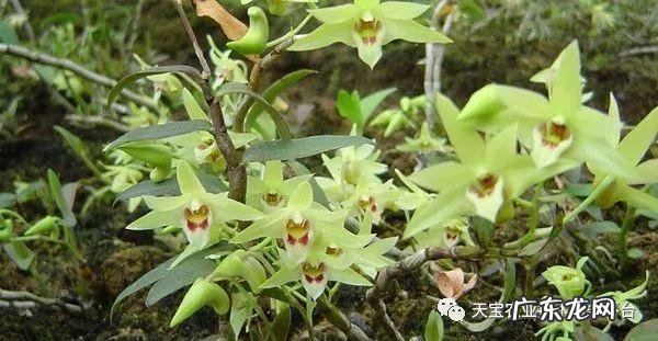 铁皮石斛的栽培技术居然要求如此之高 铁皮石斛开了花的苗怎么种植