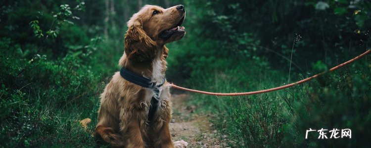 适合学生养的狗又便宜 适合女生养的狗