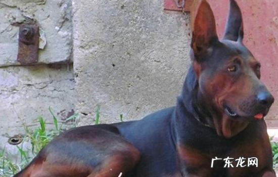 杜宾犬断尾几厘米 杜宾犬为什么要断尾巴