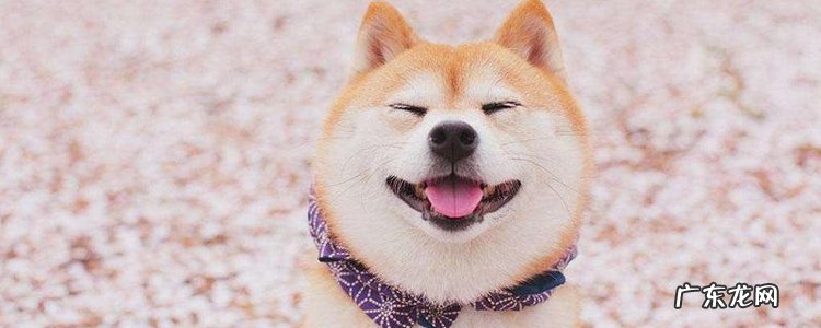 500元买个柴犬可能吗 哪里有柴犬卖
