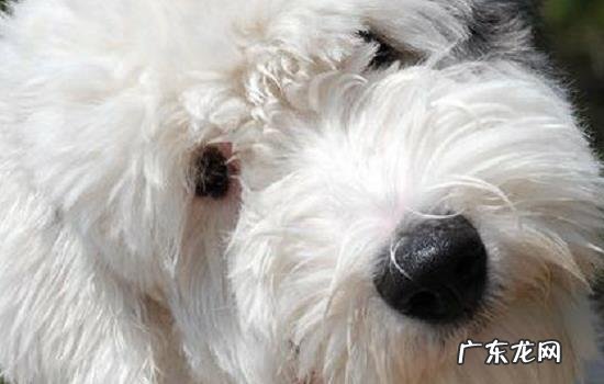 狗狗饿多久没事 狗饿几天会死