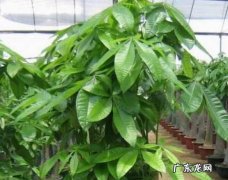 植株控旺要做好 种植马铃薯旺长怎么办