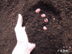 12月在阳台种盆草莓吧 冬季草梅种子怎么种植方法家里
