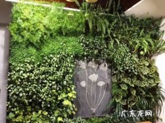 梅花花开不断 梅花怎么种植的视频