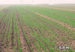 全国各地小麦播种时间表来了 冬小麦苗怎么种植