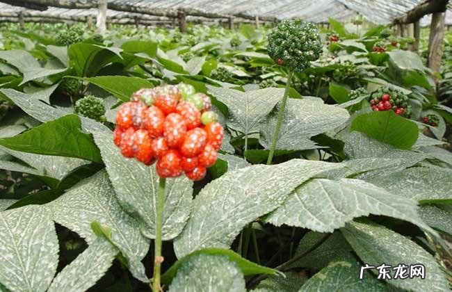 根茎块膨大素哪种好 人工种植西洋参怎么种法