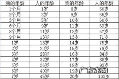 博美七岁是人类多少岁 博美犬八个月相当于人的多少岁