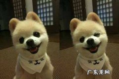 茶杯俊介犬长大后图片 俊介多少钱一只幼崽