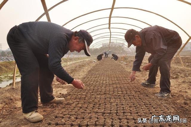 附白菜种植技术与管理 麻叶白菜种子怎么种植