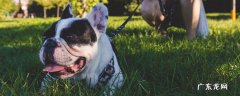 巴哥犬讨厌主人的表现 巴哥一生认几个主人?