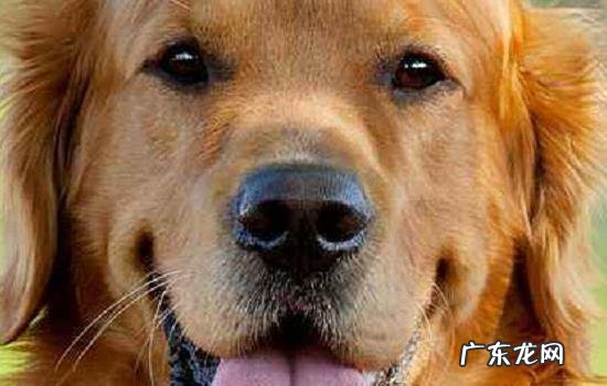 晚上29度狗会热吗 狗会觉得热吗