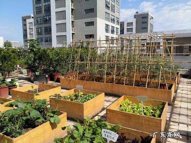 按照这个步骤来,没错 四季茉莉花怎么种植
