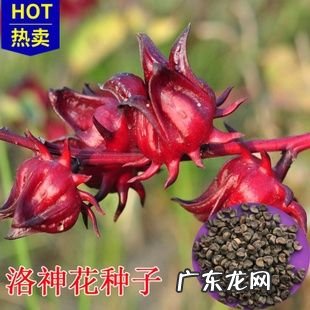 按步骤教你 醉仙花种子怎么种植