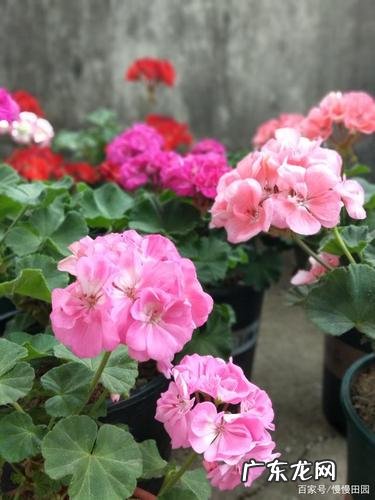 按步骤教你 醉仙花种子怎么种植