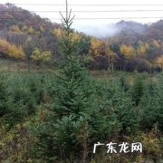 这真的是最后的5条冷知识了 mc如何种植很高的云杉树