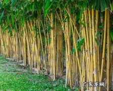 6项措施提高成活率 一截竹子怎么种植
