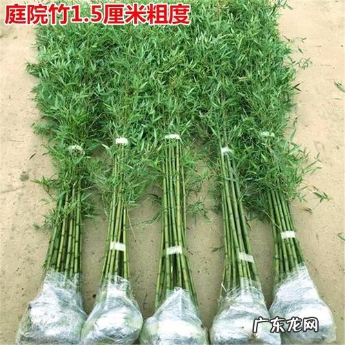 6项措施提高成活率 一截竹子怎么种植