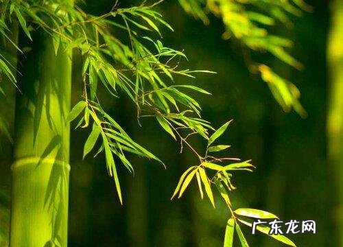 6项措施提高成活率 一截竹子怎么种植