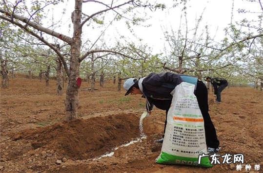 绿萝疯长起来这么美 绿罗室内怎么种植