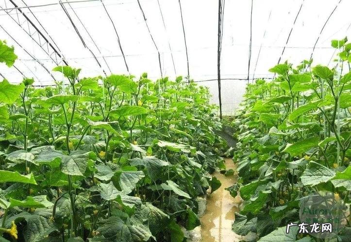 这些你都懂吗 种植菜苗后如何施肥