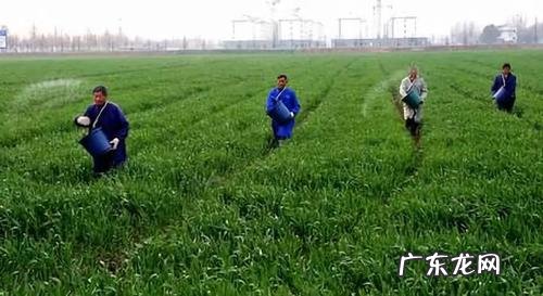 这些你都懂吗 种植菜苗后如何施肥