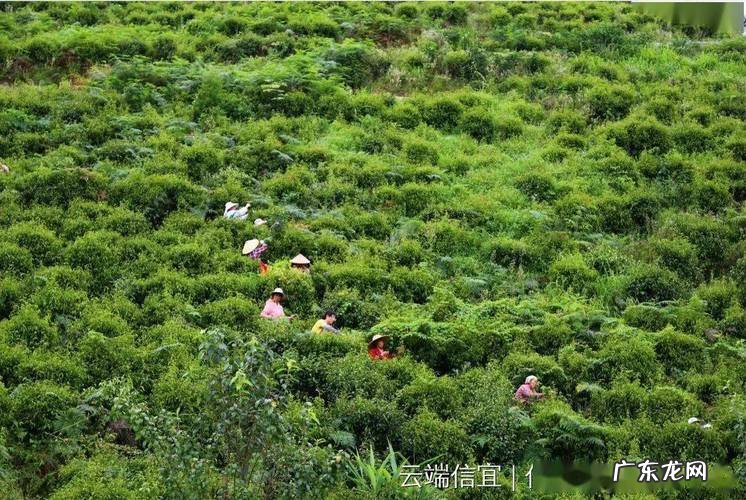特别注意水草的种植 怎么种植苦藻